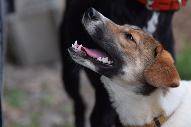f:id:animal_protections:20190621233854j:plain