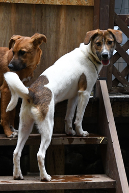 f:id:animal_protections:20190621233909j:plain