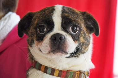 f:id:animal_protections:20190622115553j:plain