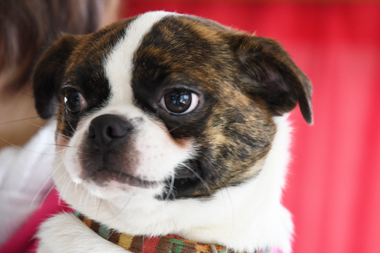 f:id:animal_protections:20190622115626j:plain