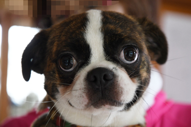 f:id:animal_protections:20190622115641j:plain