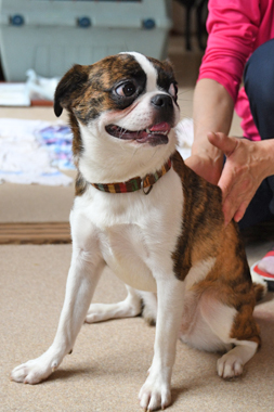 f:id:animal_protections:20190622115658j:plain