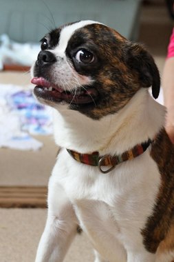 f:id:animal_protections:20190622115712j:plain