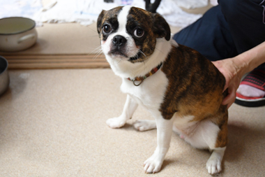 f:id:animal_protections:20190622115730j:plain