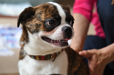 f:id:animal_protections:20190622115744j:plain