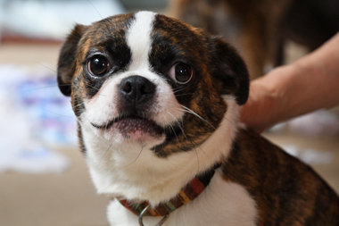 f:id:animal_protections:20190622115755j:plain