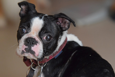 f:id:animal_protections:20190622121117j:plain
