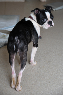 f:id:animal_protections:20190622121221j:plain