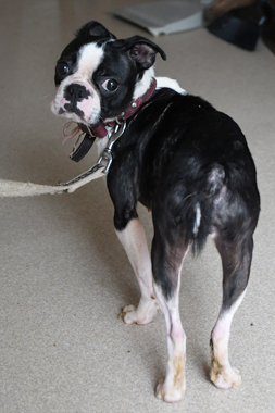 f:id:animal_protections:20190622121235j:plain
