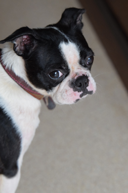 f:id:animal_protections:20190622121302j:plain