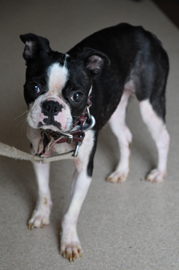 f:id:animal_protections:20190622121315j:plain