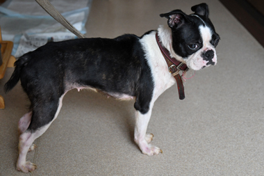 f:id:animal_protections:20190622121334j:plain