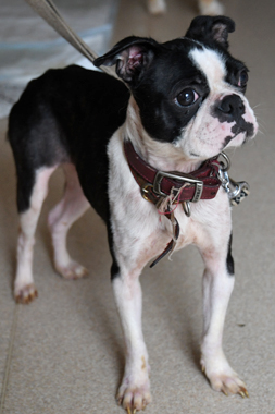 f:id:animal_protections:20190622121354j:plain