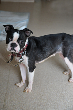 f:id:animal_protections:20190622121412j:plain