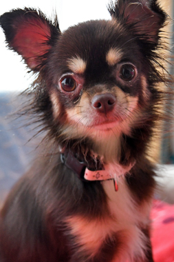 f:id:animal_protections:20190712134608j:plain