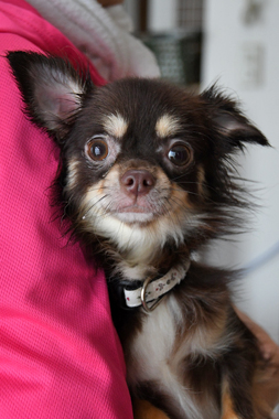 f:id:animal_protections:20190712134636j:plain