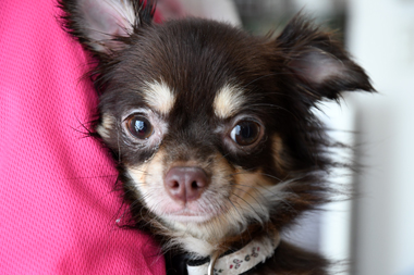 f:id:animal_protections:20190712134649j:plain