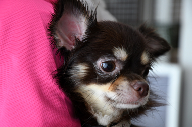 f:id:animal_protections:20190712134701j:plain