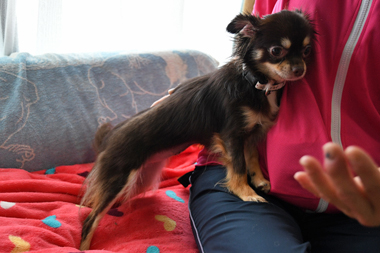 f:id:animal_protections:20190712134722j:plain