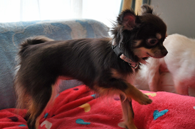 f:id:animal_protections:20190712134741j:plain