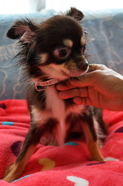 f:id:animal_protections:20190712134758j:plain
