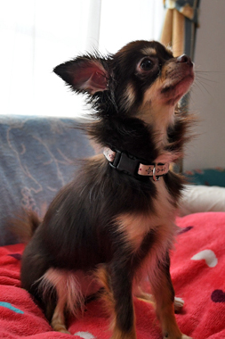 f:id:animal_protections:20190712134824j:plain