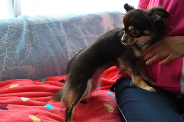 f:id:animal_protections:20190712134912j:plain