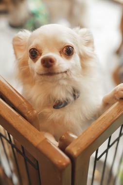 f:id:animal_protections:20190716125644j:plain