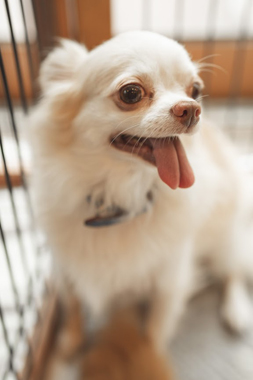 f:id:animal_protections:20190716125656j:plain