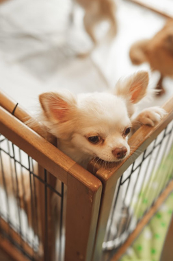 f:id:animal_protections:20190716125716j:plain