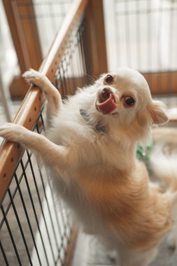f:id:animal_protections:20190716125726j:plain