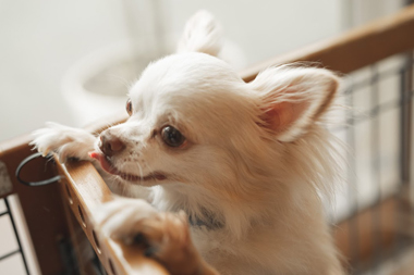 f:id:animal_protections:20190716125742j:plain