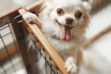 f:id:animal_protections:20190716125758j:plain