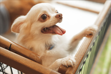 f:id:animal_protections:20190716125809j:plain