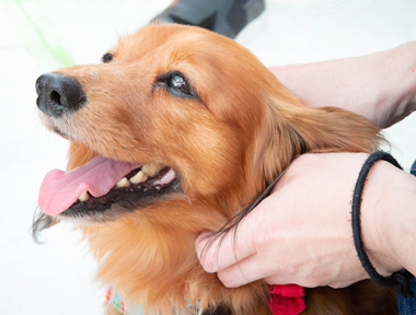 f:id:animal_protections:20190716130411j:plain f:id:animal_protections:20190716130411j:plain