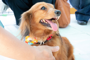 f:id:animal_protections:20190716130424j:plain f:id:animal_protections:20190716130424j:plain