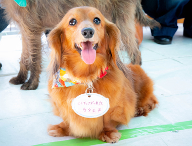 f:id:animal_protections:20190716130434j:plain f:id:animal_protections:20190716130434j:plain