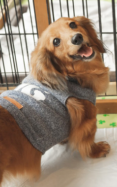 f:id:animal_protections:20190716130459j:plain