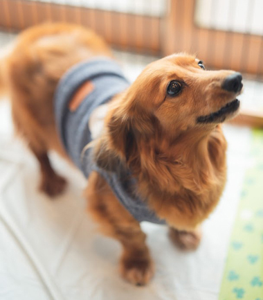 f:id:animal_protections:20190716130523j:plain f:id:animal_protections:20190716130523j:plain
