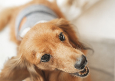 f:id:animal_protections:20190716130557j:plain f:id:animal_protections:20190716130557j:plain