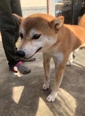 f:id:animal_protections:20190809150101j:plain