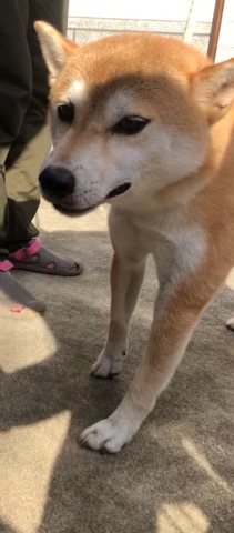 f:id:animal_protections:20190809150140j:plain