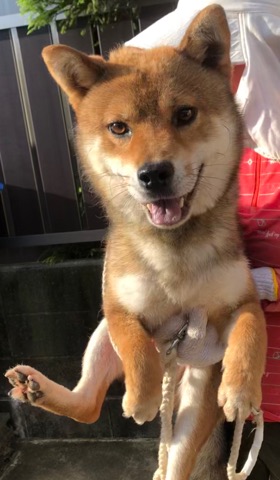 f:id:animal_protections:20190809151652j:plain