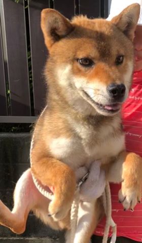f:id:animal_protections:20190809151704j:plain