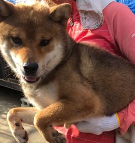 f:id:animal_protections:20190809151717j:plain