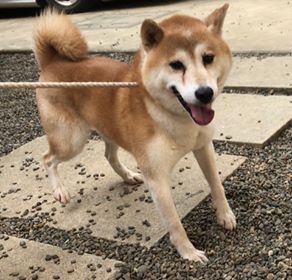 f:id:animal_protections:20190809152945j:plain