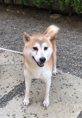 f:id:animal_protections:20190809152959j:plain