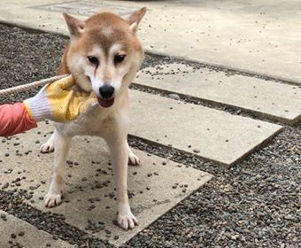 f:id:animal_protections:20190809153011j:plain