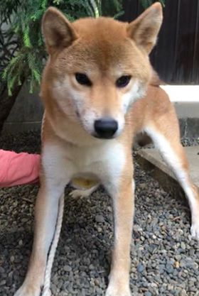 f:id:animal_protections:20190809153603j:plain