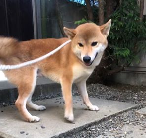 f:id:animal_protections:20190809153616j:plain